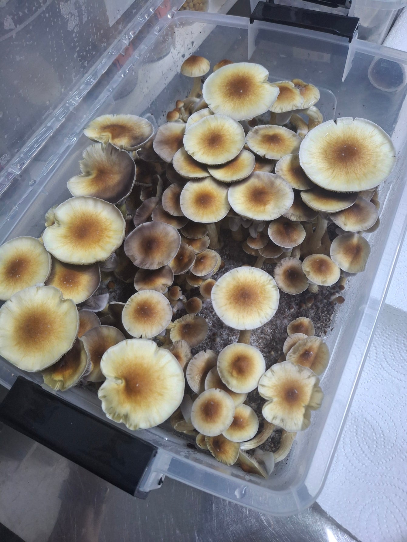 CB_Genetics Wholesale (Nov Sale)